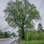 Pomnik przyrody Quercus robur