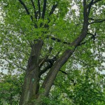 Pomnik przyrody Quercus robur