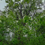 Pomnik przyrody Acer platanoides