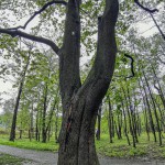 Pomnik przyrody Acer platanoides