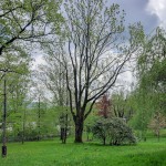 Pomnik przyrody Fraxinus excelsior