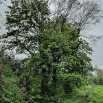 Pomnik przyrody Aesculus hippocastanum