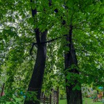 Pomnik przyrody Quercus robur