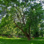 Pomnik przyrody Acer campestre