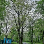 Pomnik przyrody Quercus robur