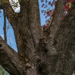 Pomnik przyrody Acer saccharinum