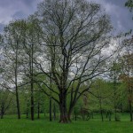 Pomnik przyrody Acer pseudoplatanus