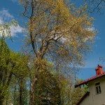 Pomnik przyrody Platanus xhispanica