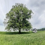 Pomnik przyrody Tilia cordata