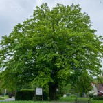 Pomnik przyrody Taxus baccata