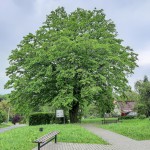 Pomnik przyrody Carpinus betulus