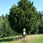 Pomnik przyrody Taxus baccata
