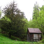 Pomnik przyrody Taxus baccata