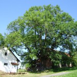 Pomnik przyrody Fraxinus excelsior