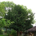 Pomnik przyrody Taxus baccata