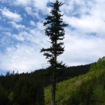 Pomnik przyrody Abies alba Mill