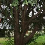 Pomnik przyrody Taxus baccata