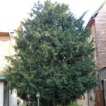 Pomnik przyrody Taxus baccata