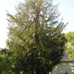 Pomnik przyrody Taxus baccata