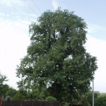 Pomnik przyrody Ulmus glabra