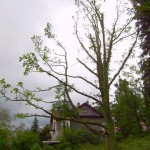 Pomnik przyrody Quercus robur