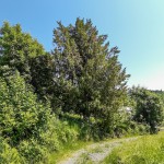 Pomnik przyrody Taxus baccata