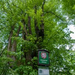 Pomnik przyrody Tilia cordata