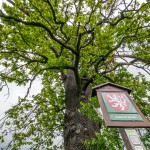 Pomnik przyrody Quercus robur
