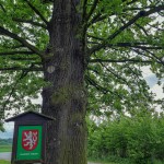 Pomnik przyrody Quercus robur