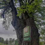Pomnik przyrody Tilia platyphyllos
