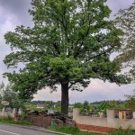 Pomnik przyrody Tilia platyphyllos