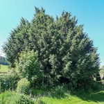 Pomnik przyrody Taxus baccata