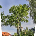 Pomnik przyrody Tilia platyphyllos