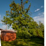 Pomnik przyrody Tilia platyphyllos