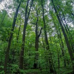 Pomnik przyrody Quercus robur