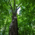 Pomnik przyrody Tilia platyphyllos