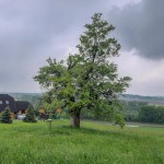 Pomnik przyrody Acer campestre
