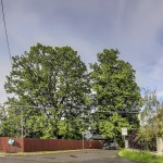 Pomnik przyrody Tilia platyphyllos