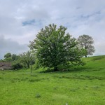 Pomnik przyrody Quercus robur