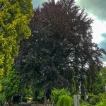 Pomnik przyrody Fagus sylvatica