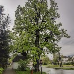 Pomnik przyrody Quercus robur