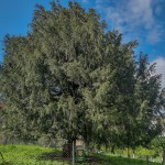 Pomnik przyrody Taxus baccata