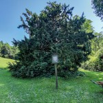 Pomnik przyrody Taxus baccata