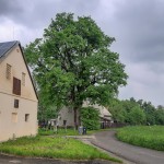 Pomnik przyrody Acer pseudoplatanus