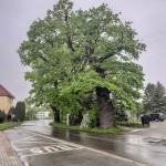 Pomnik przyrody Quercus robur