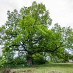 Pomnik przyrody Quercus robur