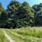 Pomnik przyrody Tilia cordata