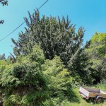 Pomnik przyrody Taxus baccata