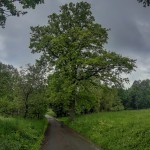 Pomnik przyrody Quercus robur