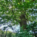 Pomnik przyrody Quercus robur